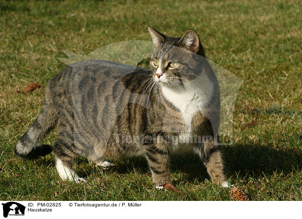 Hauskatze / domestic cat / PM-02825