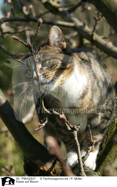 Katze auf Baum / PM-02827