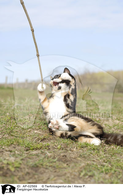 Freignger Hauskatze / domestic cat / AP-02569