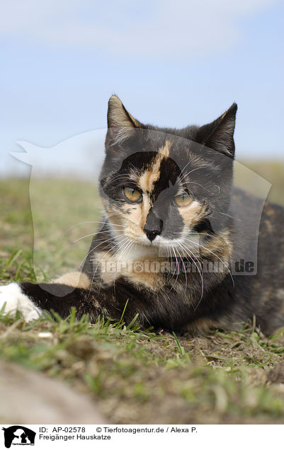 Freignger Hauskatze / domestic cat / AP-02578
