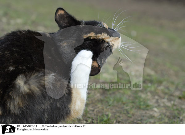 Freignger Hauskatze / domestic cat / AP-02581