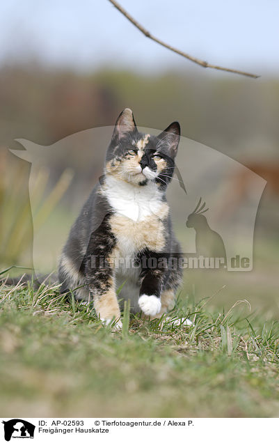 Freignger Hauskatze / domestic cat / AP-02593