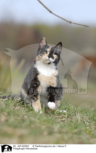 Freignger Hauskatze / AP-02593