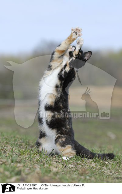 Freignger Hauskatze / domestic cat / AP-02597