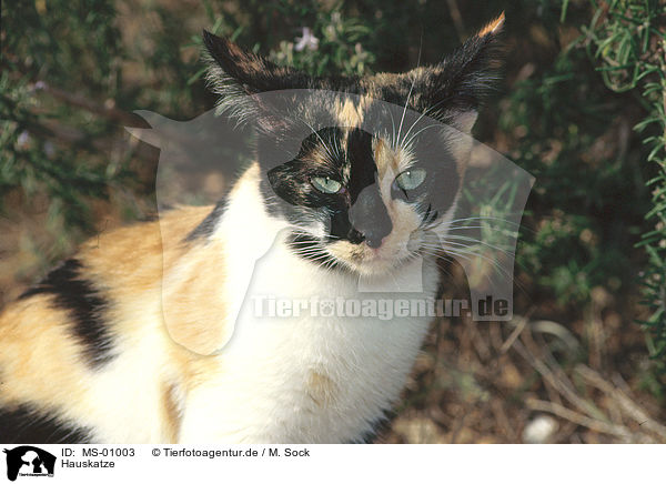 Hauskatze / MS-01003