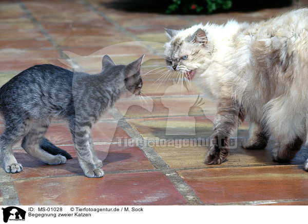 Begegnung zweier Katzen / MS-01028