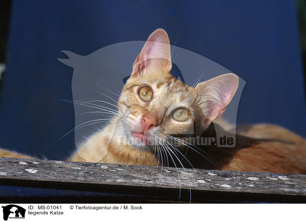 liegende Katze / lying cat / MS-01041
