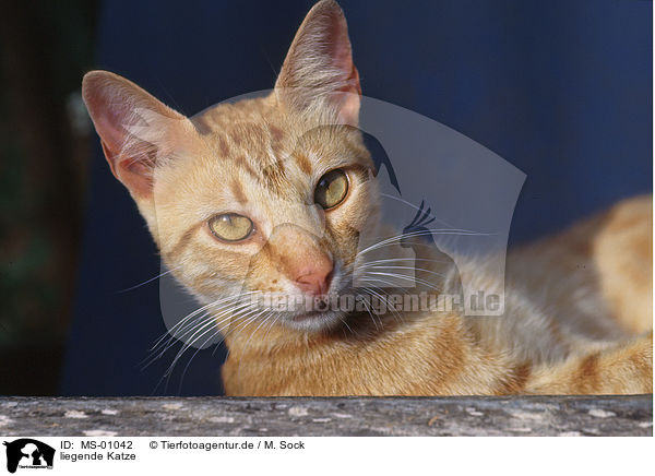 liegende Katze / lying cat / MS-01042