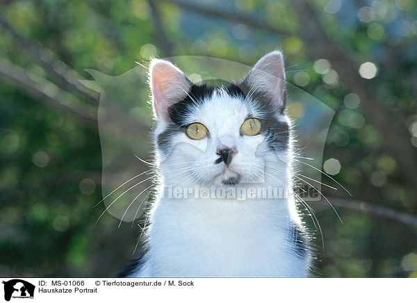 Hauskatze Portrait / cat portrait / MS-01066