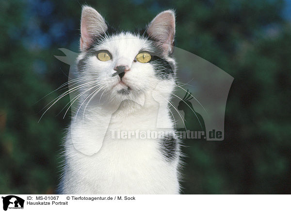 Hauskatze Portrait / cat portrait / MS-01067