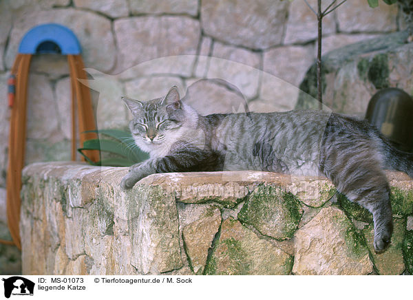 liegende Katze / lying cat / MS-01073