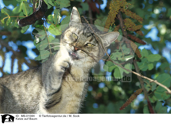 Katze auf Baum / cat on tree / MS-01084