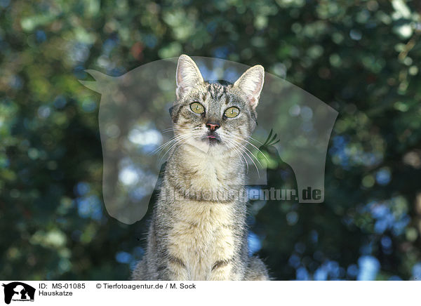 Hauskatze / domestic cat / MS-01085