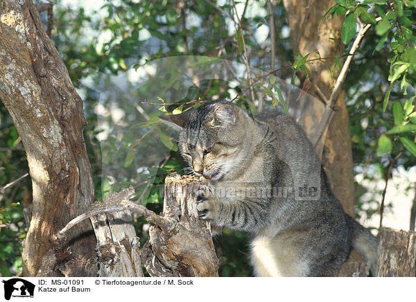 Katze auf Baum / cat on tree / MS-01091