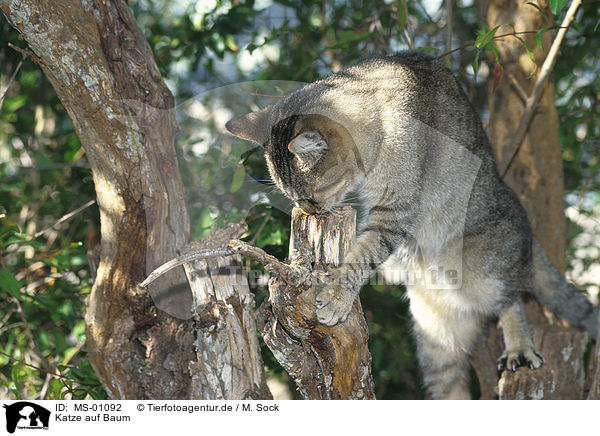 Katze auf Baum / cat on tree / MS-01092
