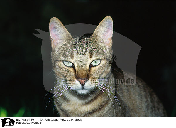 Hauskatze Portrait / cat portrait / MS-01101