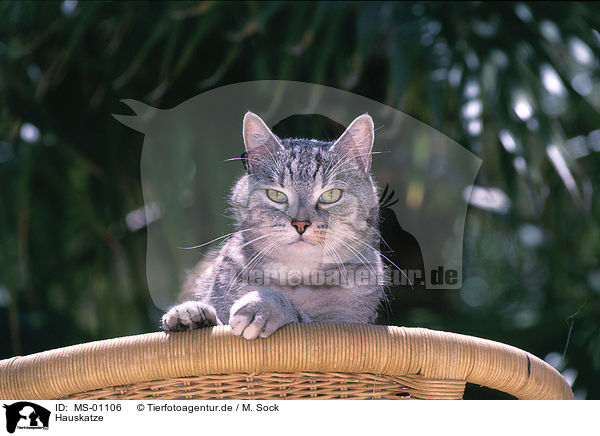 Hauskatze / domestic cat / MS-01106