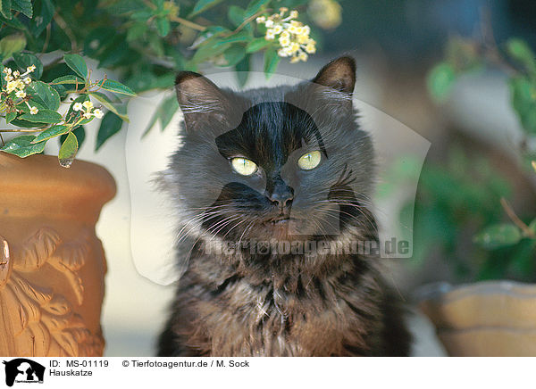 Hauskatze / domestic cat / MS-01119