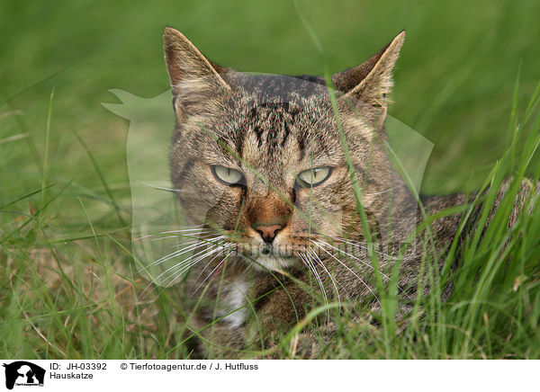 Hauskatze / domestic cat / JH-03392