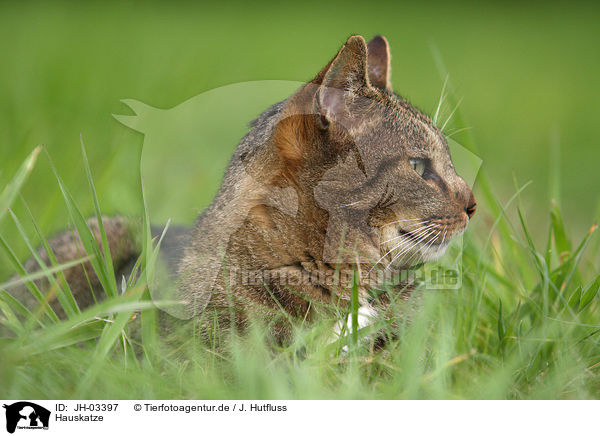 Hauskatze / domestic cat / JH-03397