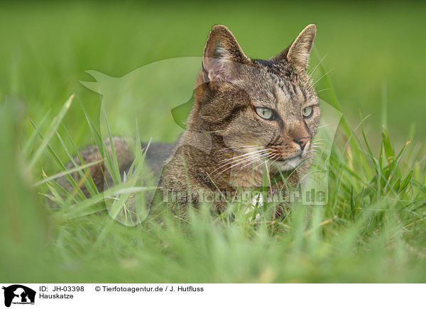 Hauskatze / domestic cat / JH-03398