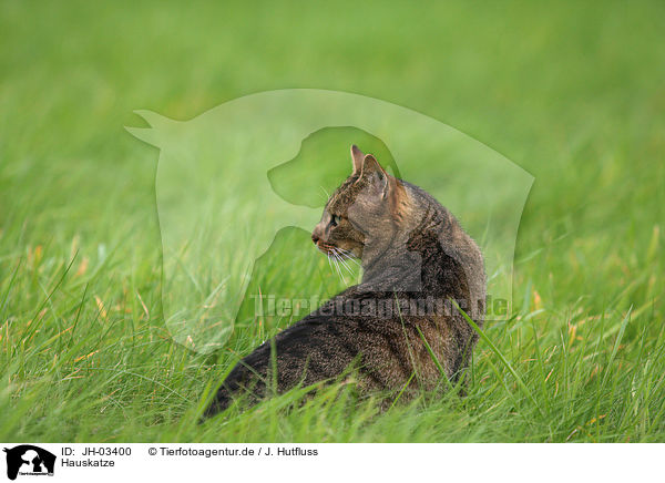 Hauskatze / domestic cat / JH-03400