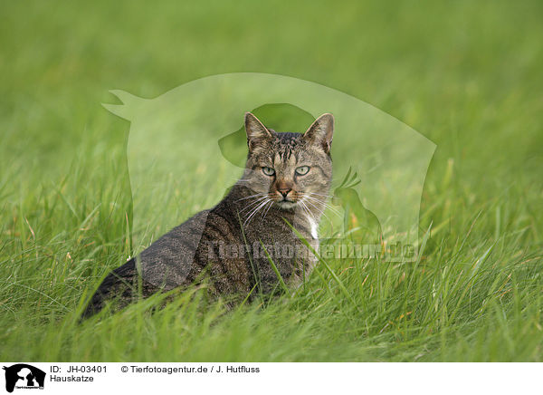 Hauskatze / domestic cat / JH-03401