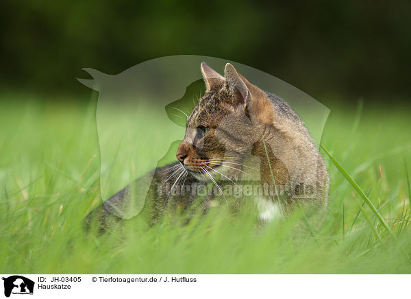 Hauskatze / domestic cat / JH-03405