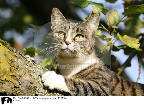 Katze / cat / PM-03359