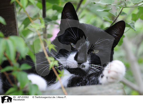 Hauskatze / domestic cat / AP-03582
