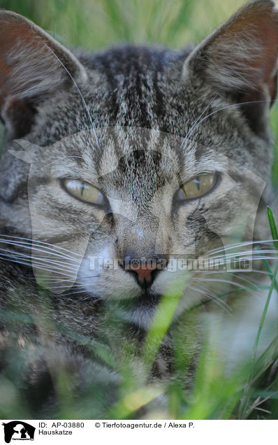 Hauskatze / AP-03880