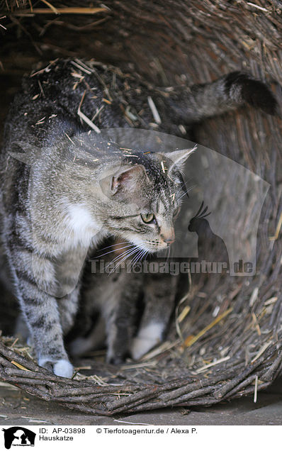 Hauskatze / domestic cat / AP-03898