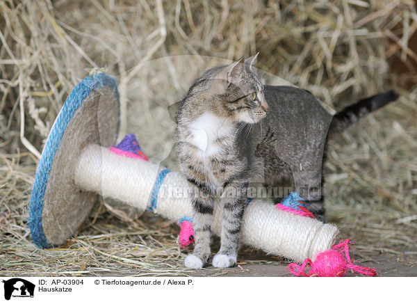 Hauskatze / domestic cat / AP-03904