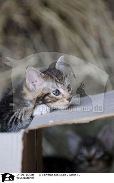 Hausktzchen / domestic kitten / AP-03906