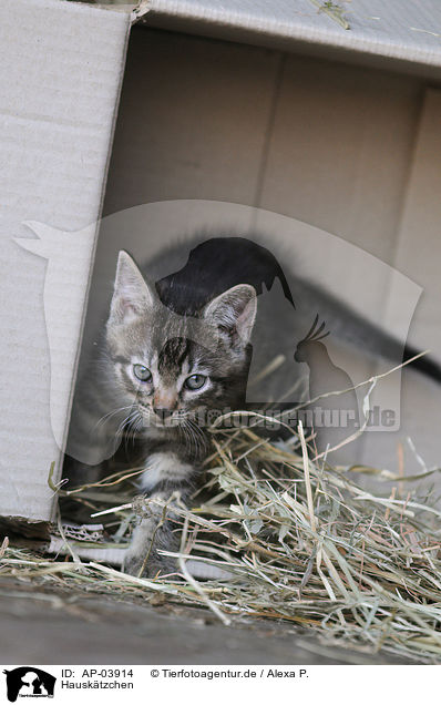 Hausktzchen / domestic kitten / AP-03914