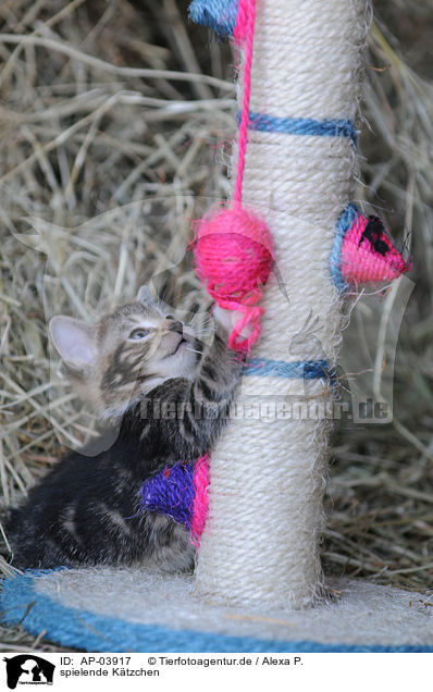 spielende Ktzchen / playing kitten / AP-03917