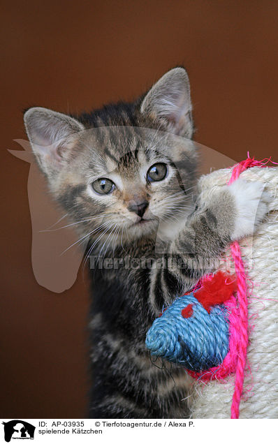 spielende Ktzchen / playing kitten / AP-03935
