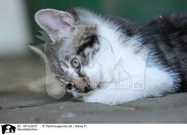 Hausktzchen / domestic kitten / AP-03937