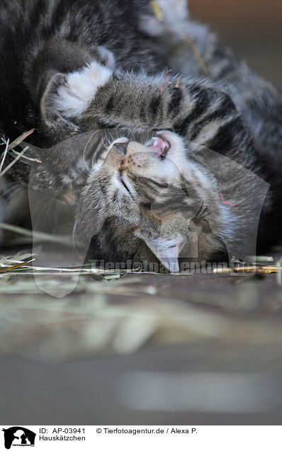 Hausktzchen / domestic kitten / AP-03941