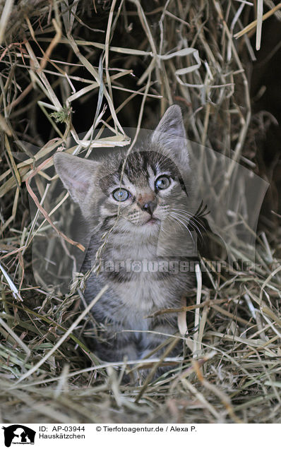 Hausktzchen / domestic kitten / AP-03944