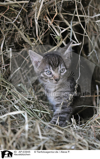 Hausktzchen / domestic kitten / AP-03945