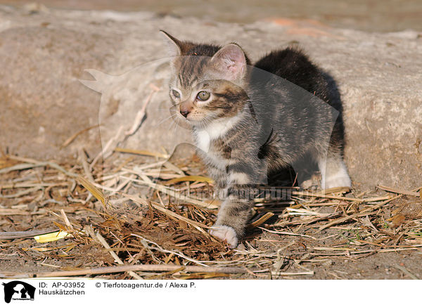 Hausktzchen / domestic kitten / AP-03952