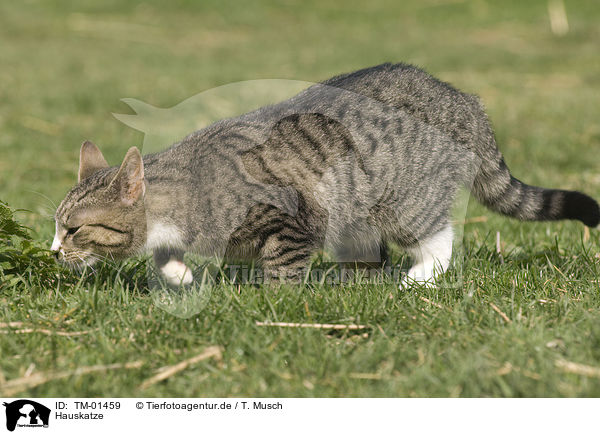 Hauskatze / domestic cat / TM-01459