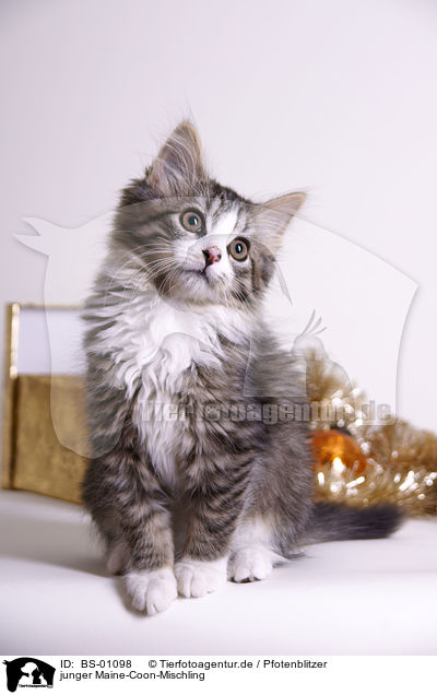 junger Maine-Coon-Mischling / young crossbreed / BS-01098