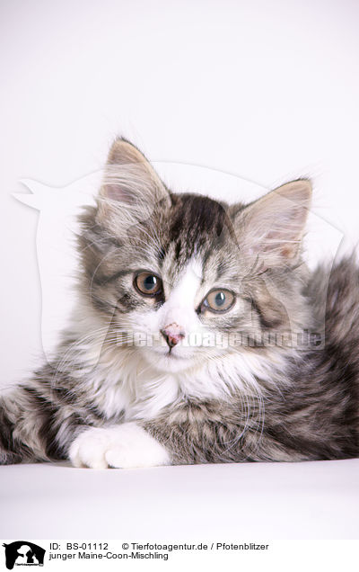 junger Maine-Coon-Mischling / young crossbreed / BS-01112