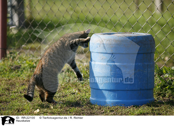 Hauskatze / domestic cat / RR-22100