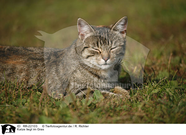 Katze liegt im Gras / RR-22103