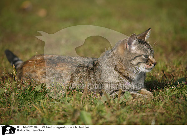 Katze liegt im Gras / cat lying in grass / RR-22104