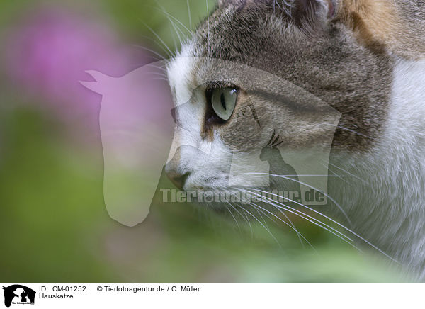 Hauskatze / domestic cat / CM-01252
