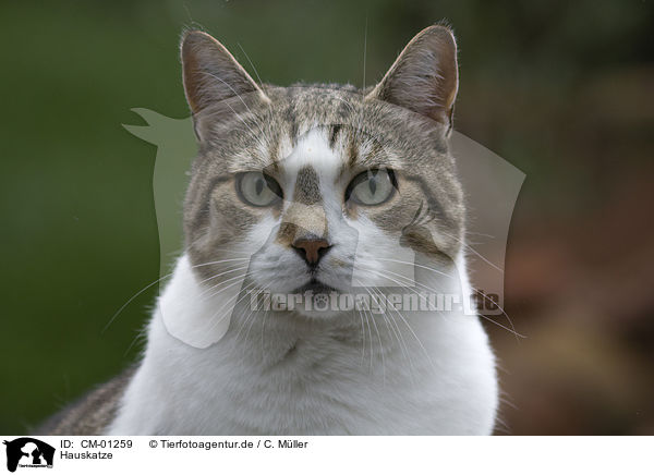 Hauskatze / domestic cat / CM-01259